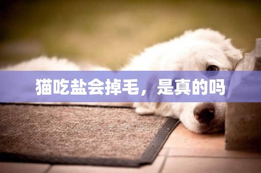 貓吃鹽會掉毛，是真的嗎