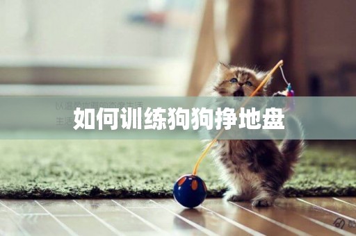 如何訓練狗狗掙地盤