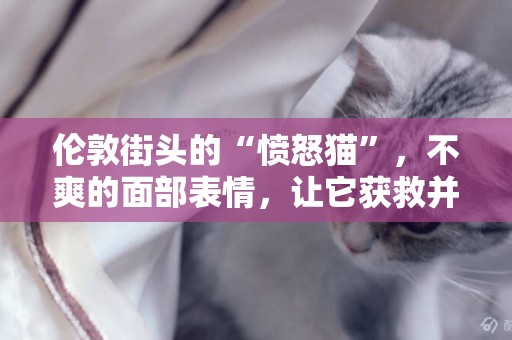倫敦街頭的“憤怒貓”，不爽的面部表情，讓它獲救并走紅網絡