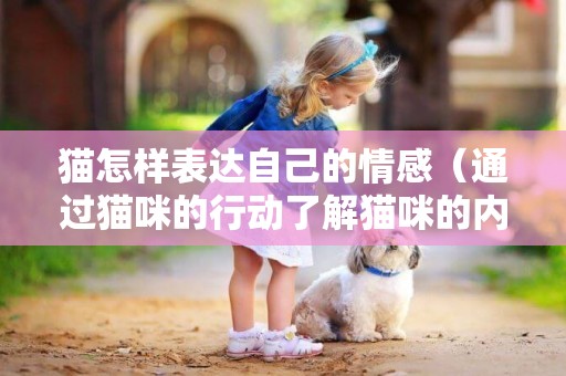 貓怎樣表達自己的情感（通過貓咪的行動了解貓咪的內心想法）