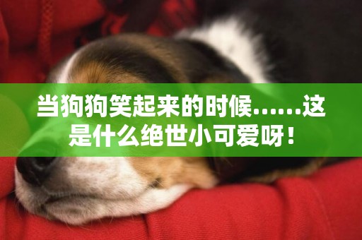 當狗狗笑起來的時候……這是什么絕世小可愛呀！