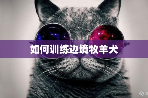 如何訓練邊境牧羊犬