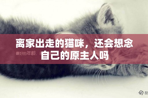 離家出走的貓咪，還會想念自己的原主人嗎