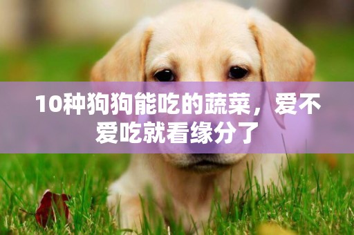 10種狗狗能吃的蔬菜，愛不愛吃就看緣分了