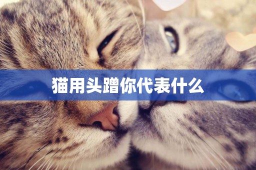 貓用頭蹭你代表什么
