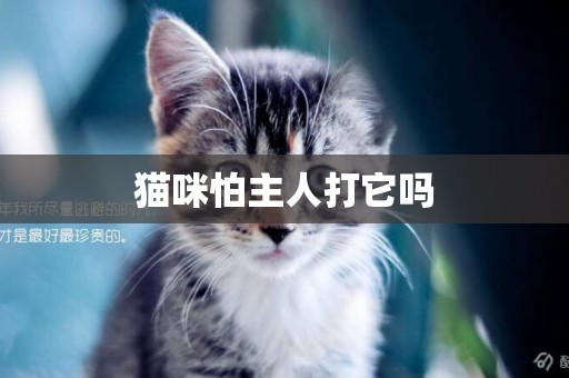貓咪怕主人打它嗎