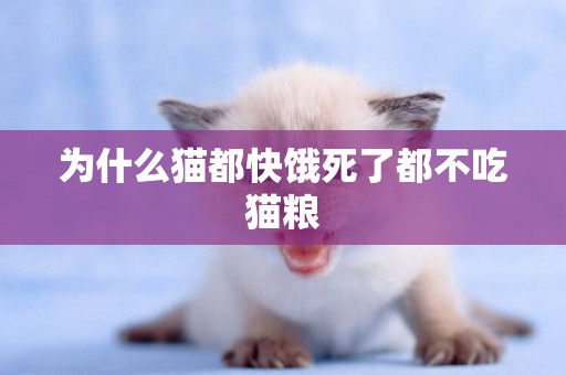 為什么貓都快餓死了都不吃貓糧