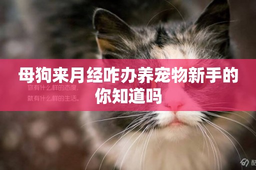 母狗來月經咋辦養寵物新手的你知道嗎