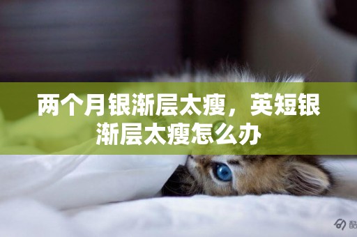 兩個月銀漸層太瘦，英短銀漸層太瘦怎么辦