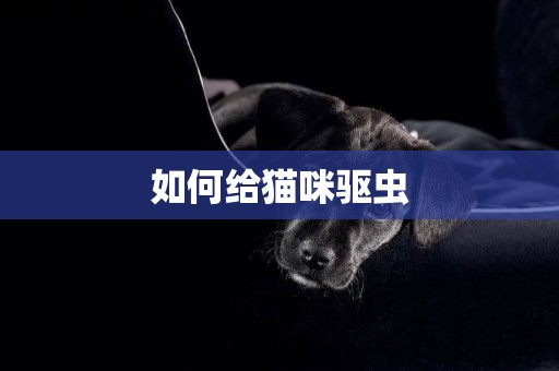如何給貓咪驅蟲