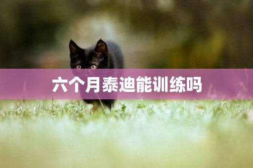 六個月泰迪能訓練嗎