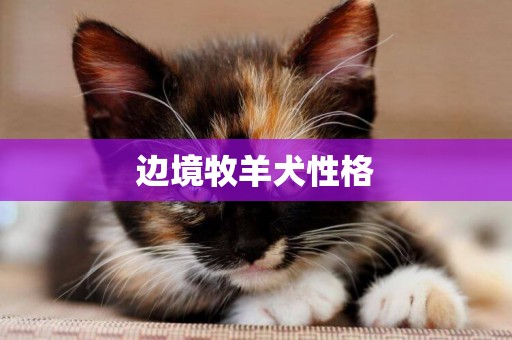 邊境牧羊犬性格