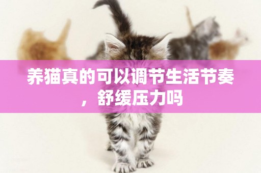 養貓真的可以調節生活節奏，舒緩壓力嗎