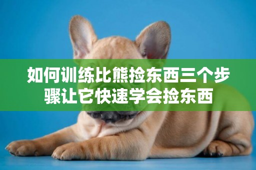 如何訓練比熊撿東西三個步驟讓它快速學會撿東西