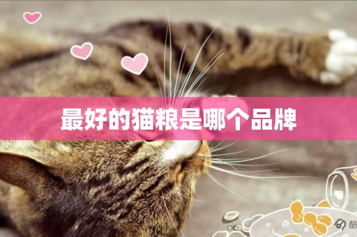 最好的貓糧是哪個品牌
