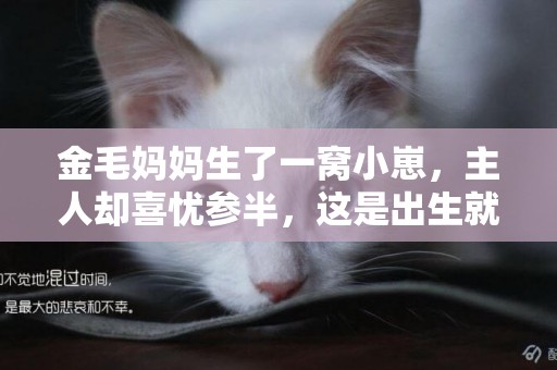 金毛媽媽生了一窩小崽，主人卻喜憂參半，這是出生就套了絲襪？