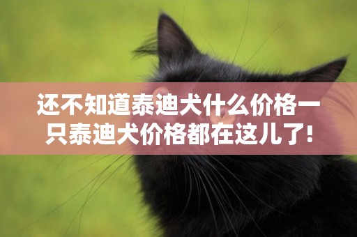 還不知道泰迪犬什么價格一只泰迪犬價格都在這兒了!