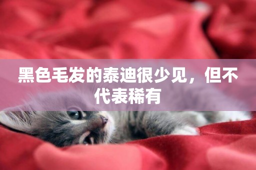 黑色毛發的泰迪很少見，但不代表稀有