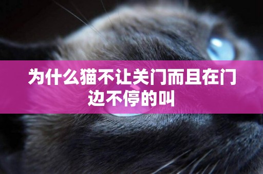 為什么貓不讓關門而且在門邊不停的叫