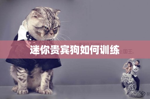 迷你貴賓狗如何訓練