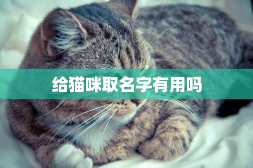 給貓咪取名字有用嗎