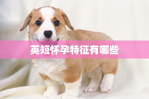 英短懷孕特征有哪些