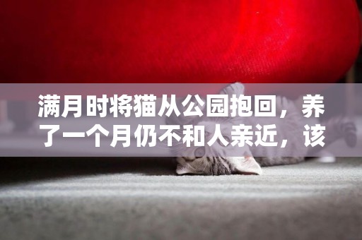 滿月時將貓從公園抱回，養了一個月仍不和人親近，該怎么辦