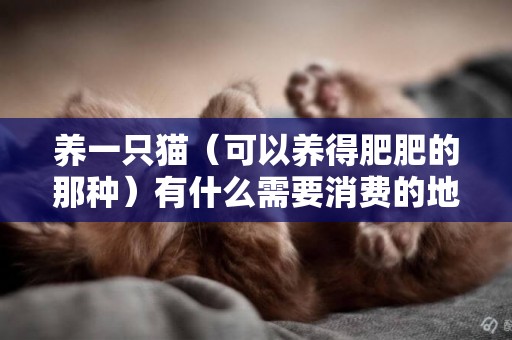 養一只貓（可以養得肥肥的那種）有什么需要消費的地方，平均大概