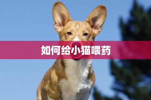 如何給小貓喂藥