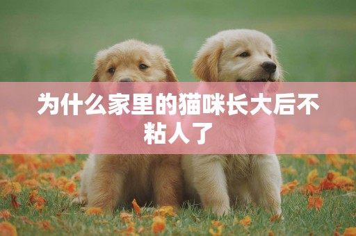 為什么家里的貓咪長大后不粘人了