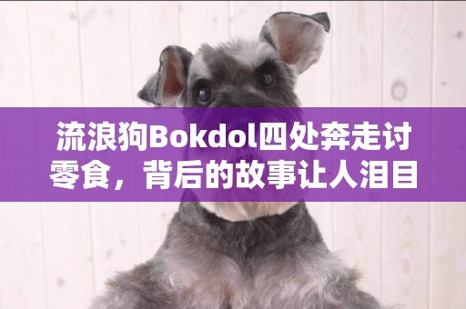 流浪狗Bokdol四處奔走討零食，背后的故事讓人淚目
