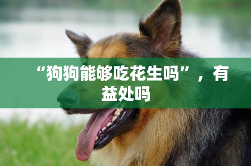 “狗狗能夠吃花生嗎”，有益處嗎