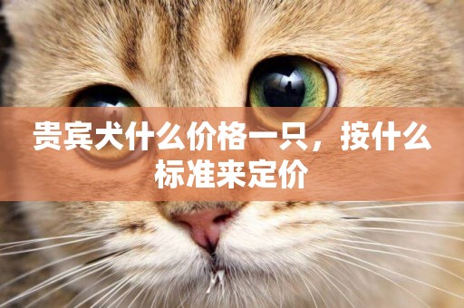 貴賓犬什么價格一只，按什么標準來定價