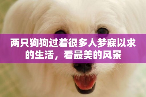 兩只狗狗過著很多人夢寐以求的生活，看最美的風景
