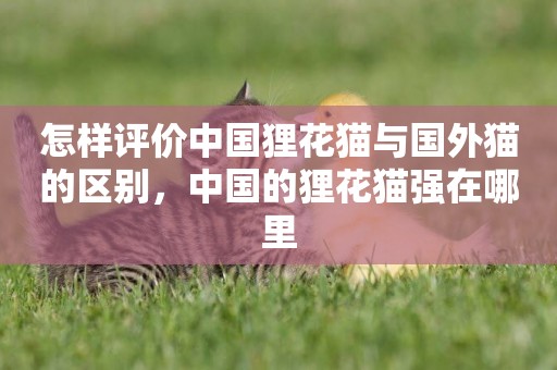 怎樣評價中國貍花貓與國外貓的區別，中國的貍花貓強在哪里