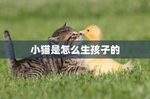 小貓是怎么生孩子的