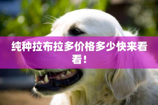 純種拉布拉多價格多少快來看看！