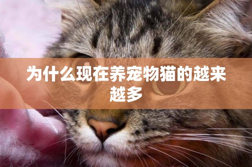 為什么現在養寵物貓的越來越多