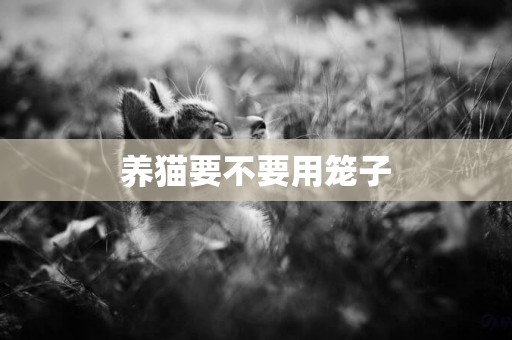 養貓要不要用籠子