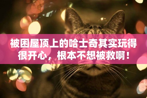 被困屋頂上的哈士奇其實玩得很開心，根本不想被救啊！