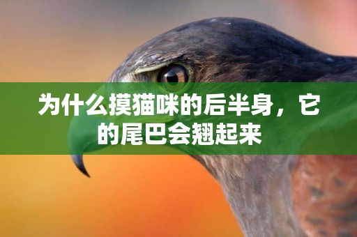 為什么摸貓咪的后半身，它的尾巴會翹起來