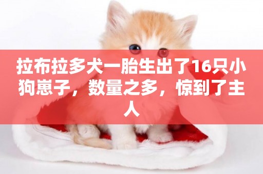 拉布拉多犬一胎生出了16只小狗崽子，數量之多，驚到了主人