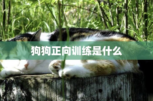 狗狗正向訓練是什么