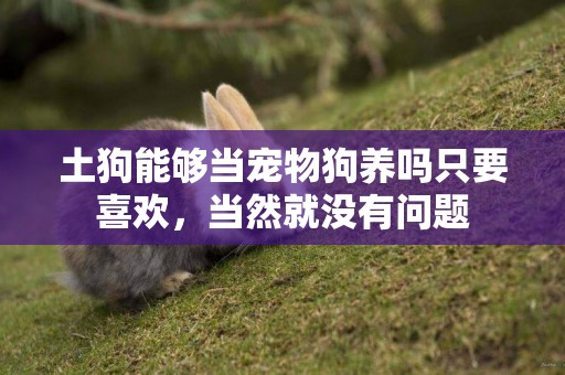 土狗能夠當寵物狗養嗎只要喜歡，當然就沒有問題