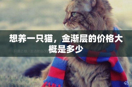 想養一只貓，金漸層的價格大概是多少