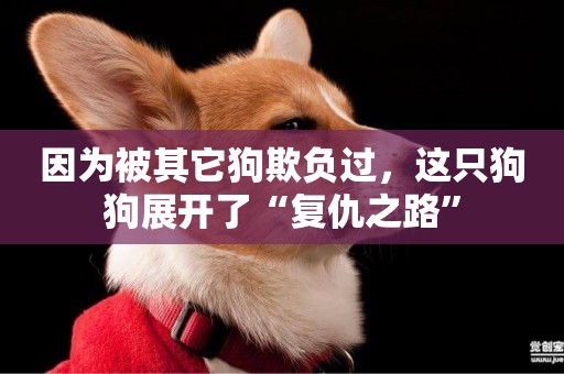 因為被其它狗欺負過，這只狗狗展開了“復仇之路”