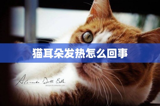 貓耳朵發熱怎么回事