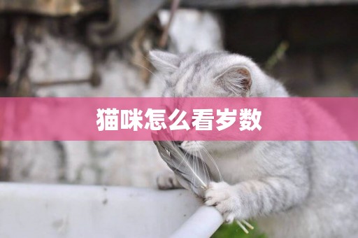 貓咪怎么看歲數
