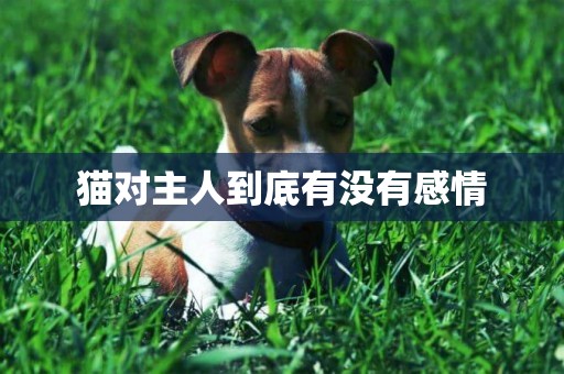 貓對主人到底有沒有感情