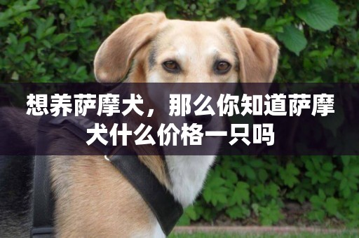 想養薩摩犬，那么你知道薩摩犬什么價格一只嗎
